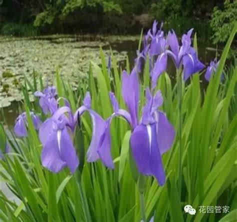 魚池植物